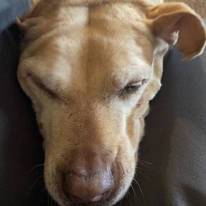 Meet your Posher, Jeb